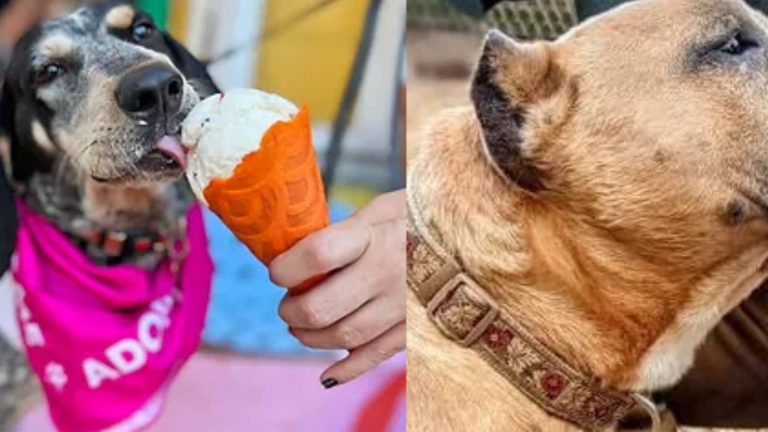 Rescue Paws rescue 3 768x432