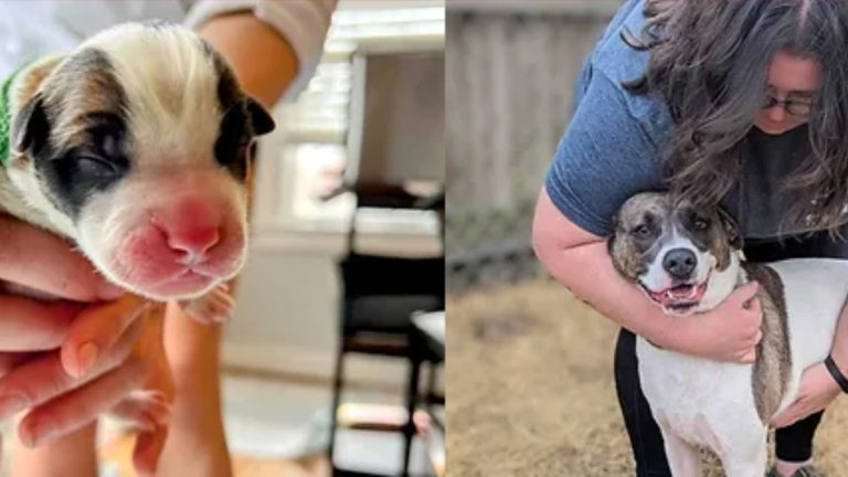 renegade Paws Rescue 2 768x432